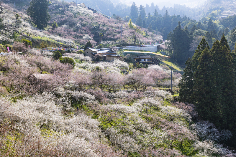 2026】いよいよ見頃＆満開も！関西の「梅の絶景名所・梅園・梅林」39選