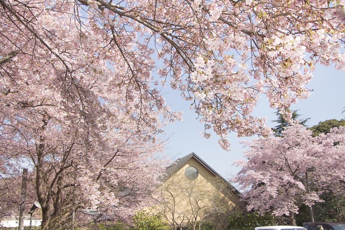 鈴廣かまぼこの里　桜まつり