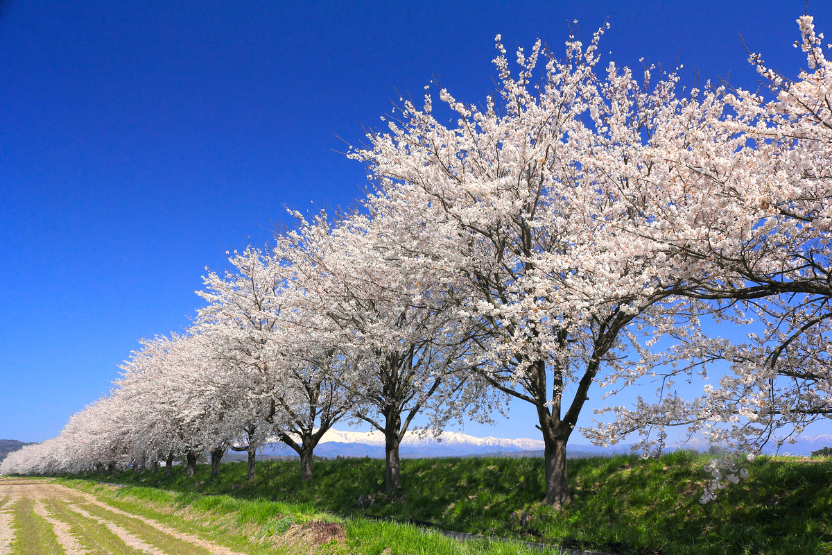 ばんげ桜まつり（2026年） | 約2kmの桜並木と幻想的なライトアップ