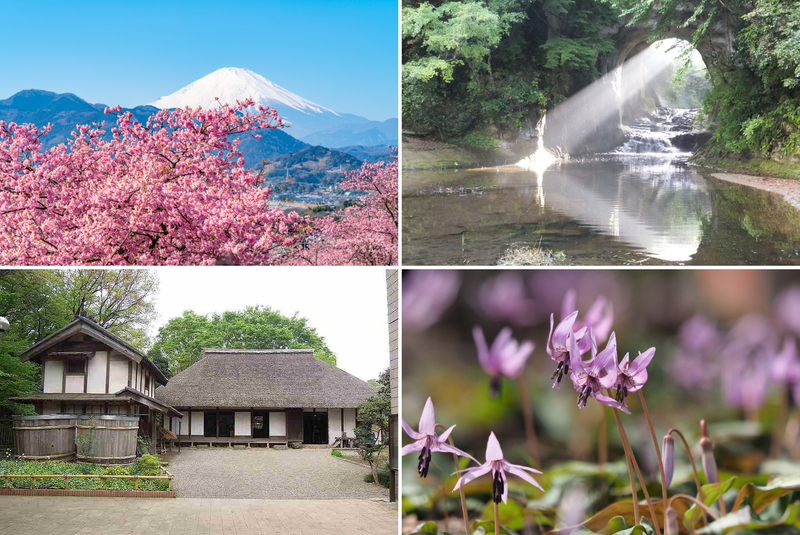2026年3月のおすすめ観光地・穴場15選　関東で日帰り旅！河津桜＆大規模ひな飾りも