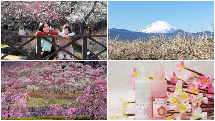 【神奈川】今が見頃＆満開も！2026年2月28日・3月1日に楽しめる「梅まつり」9選 グルメ＆週末限定イベント