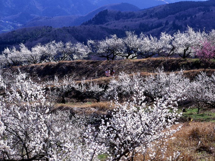 伊豆月ヶ瀬梅林 梅まつり（2026年）