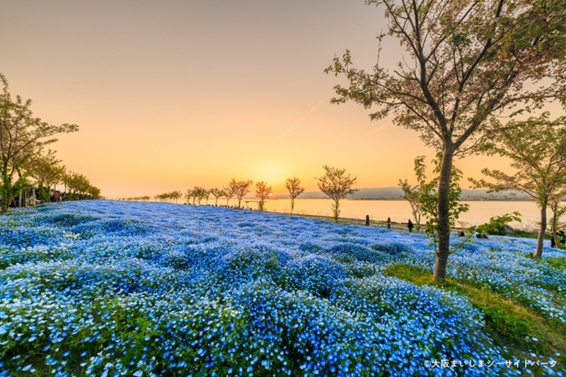 空と海と4.4万平方メートルの青が溶け合う！夕陽もグルメも楽しめる「ネモフィラ祭り」開催
