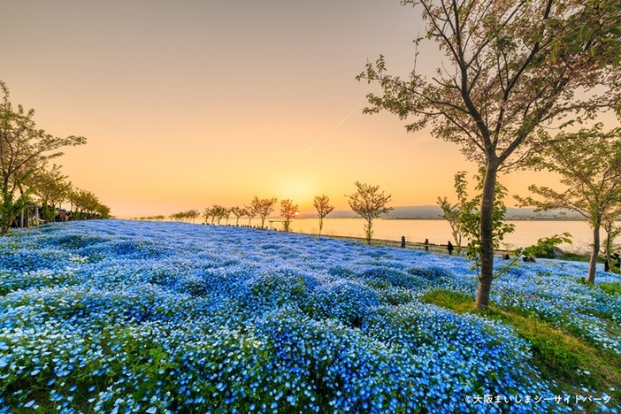 大阪まいしまシーサイドパーク　ネモフィラ祭り2026