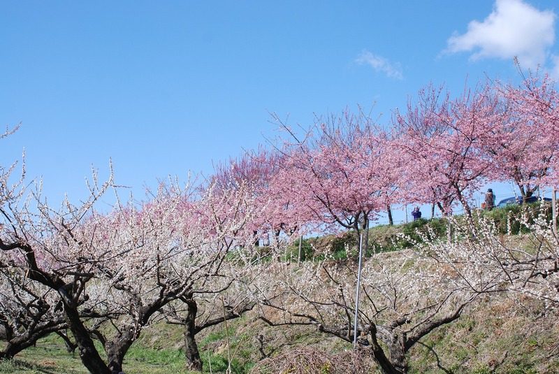 開放感抜群の「箕郷梅林」で「みさと梅まつり」開催！眼下に広がる絶景と大道芸やグルメを満喫