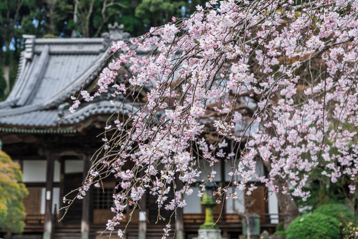 【2026】伊豆・修善寺の桜開花情報（2026年2月25日更新）