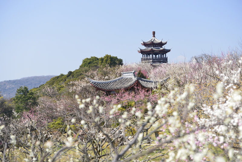 【2026関西】今が見頃！「40品種以上が咲き競う」梅の名所10選　約315品種の圧巻スポットも