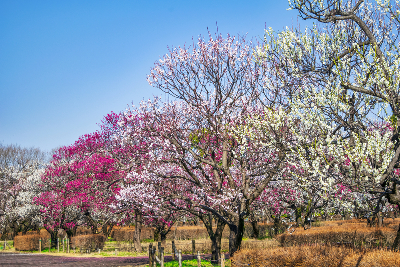 【2026関東】今が見頃！「40品種以上が咲き競う」梅の名所12選　約300品種の圧巻スポットも