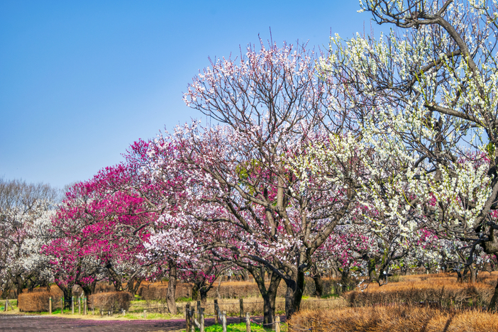 【2026関東】今が見頃！「多品種が咲き競う」梅の名所11選　約300品種の圧巻スポットも
