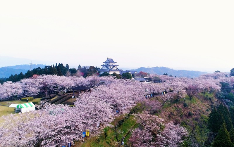 宮崎市「天ケ城開門さくらまつり」2026年の開催情報｜約1,200本の桜と夜桜ライトアップ
