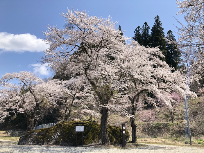 静峰ふるさと公園「八重桜まつり」（2026年） | 那珂市・静峰ふるさと