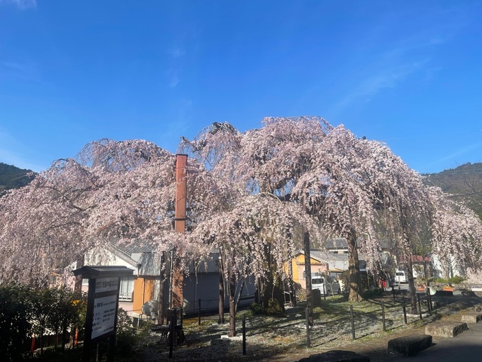 大紀町役場柏崎支所の枝垂れ桜