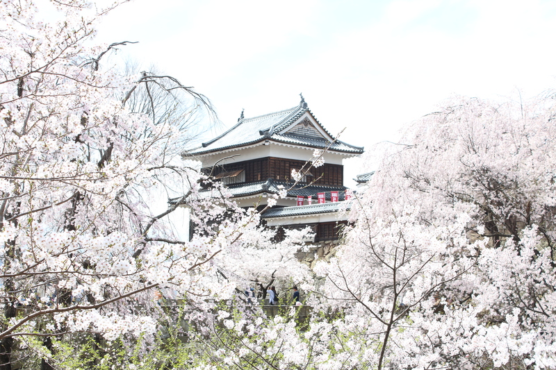 上田城と桜のコラボが見事！<br/>ライトアップされた夜桜も必見