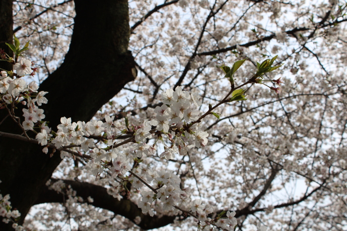 第3回三芳さくらまつりwithみよし芸術祭・春（2026年）