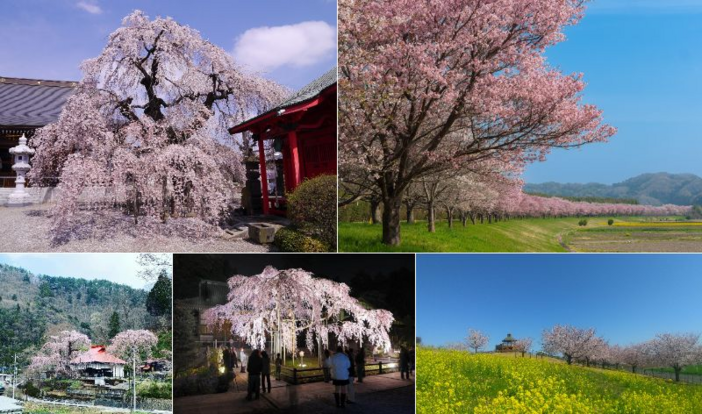 【2026】北関東の桜名所15選！茨城・栃木・群馬の見頃予想と穴場お花見スポットを厳選