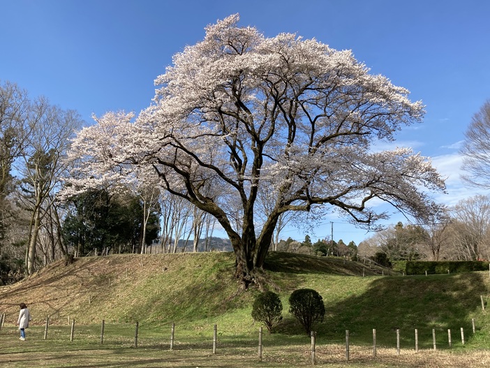 鉢形城の桜・エドヒガン（氏邦桜）