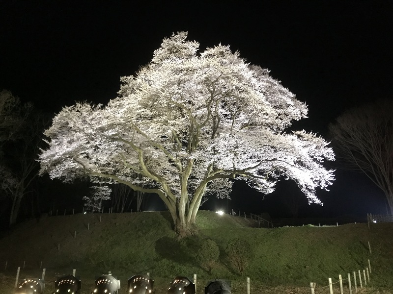 夜桜ライトアップで幻想的な雰囲気！埼玉県寄居町「鉢形城の桜ライトアップ」開催情報