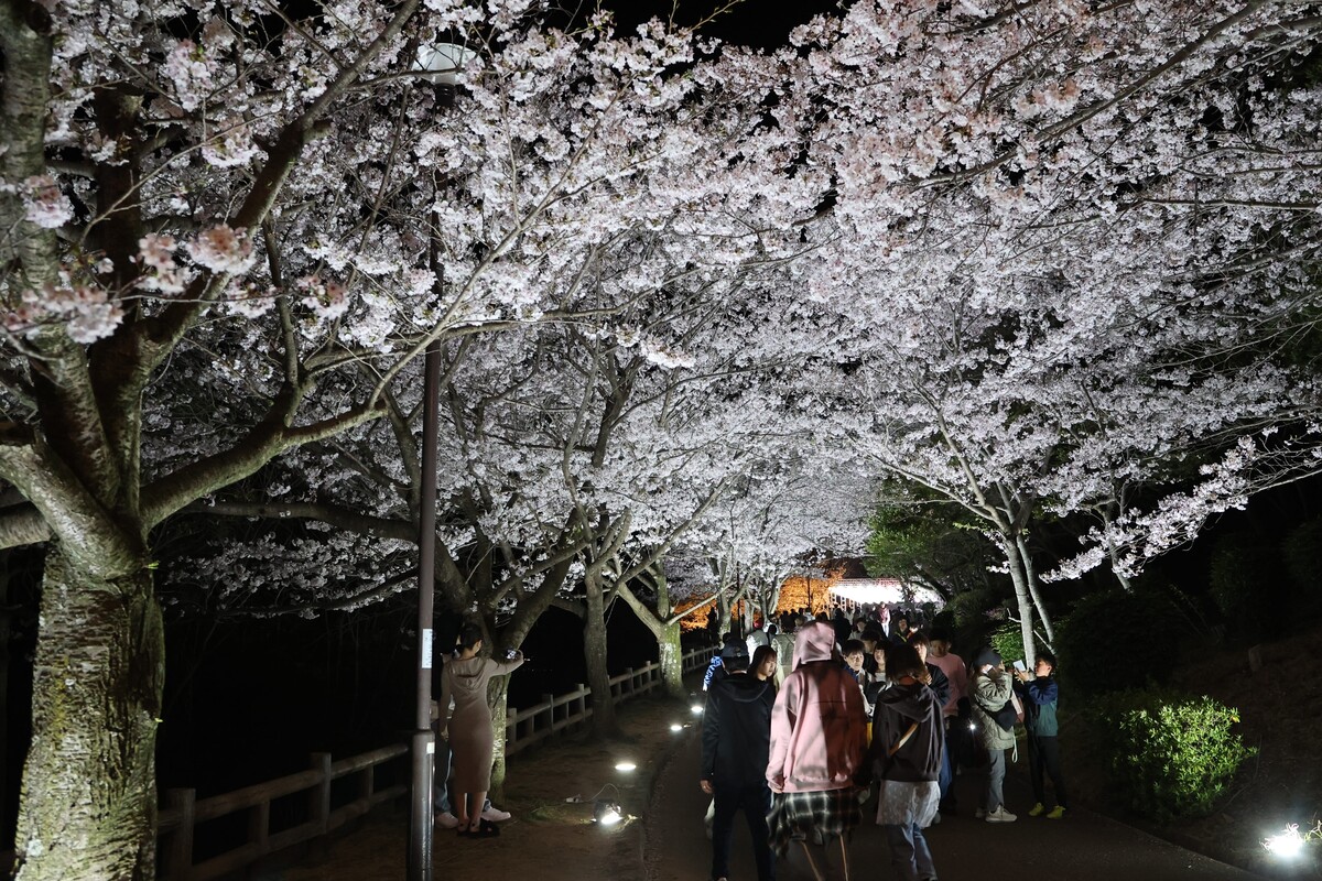 敦盛桜2026 | 海と桜の絶景＆ランタン夜桜！キッチンカーも充実の