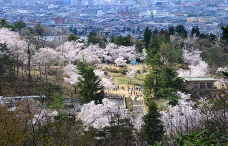 約2,500本の桜が園内を染める！新潟県長岡市「悠久山桜まつり」2026年開催情報