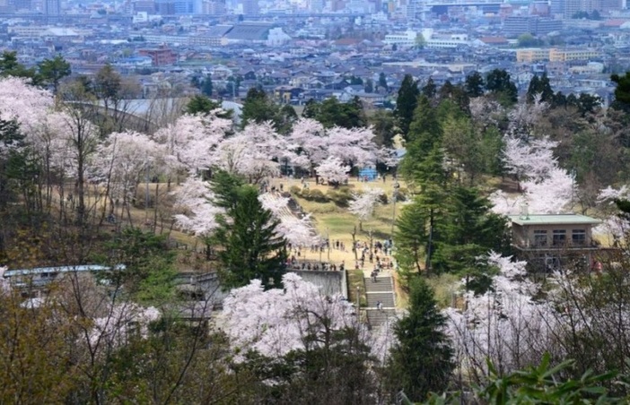 悠久山桜まつり（2026年）