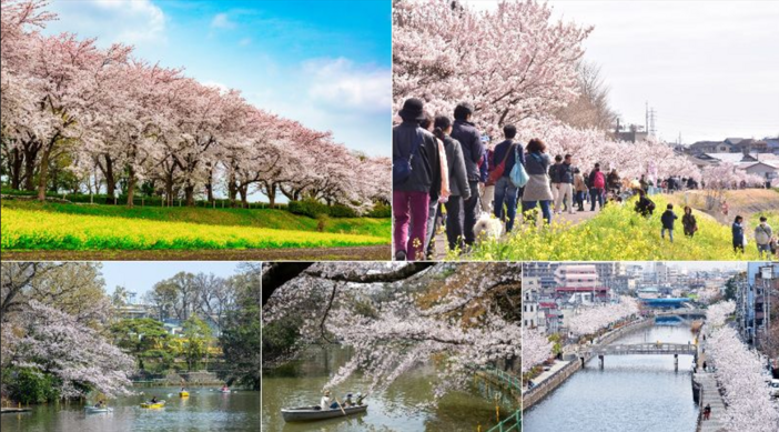 【2026】南関東の桜名所15選！東京・埼玉・千葉・神奈川の見頃予想と穴場お花見スポットを厳選