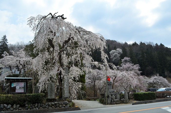 【2026】親子で楽しむ長瀞の桜13選｜見頃別に桜並木からしだれ桜まで