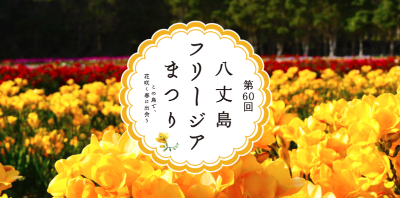 第60回の節目に「八丈島フリージアまつり」開催！花の摘み取りや島グルメ、太鼓体験も