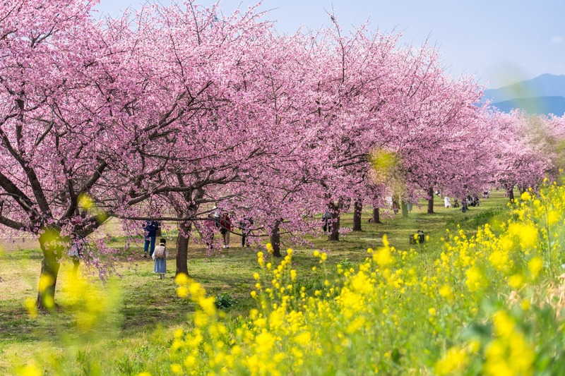 【2026】もうすぐ見頃！「安行寒桜」の名所3選｜北浅羽桜堤公園の開花状況は？