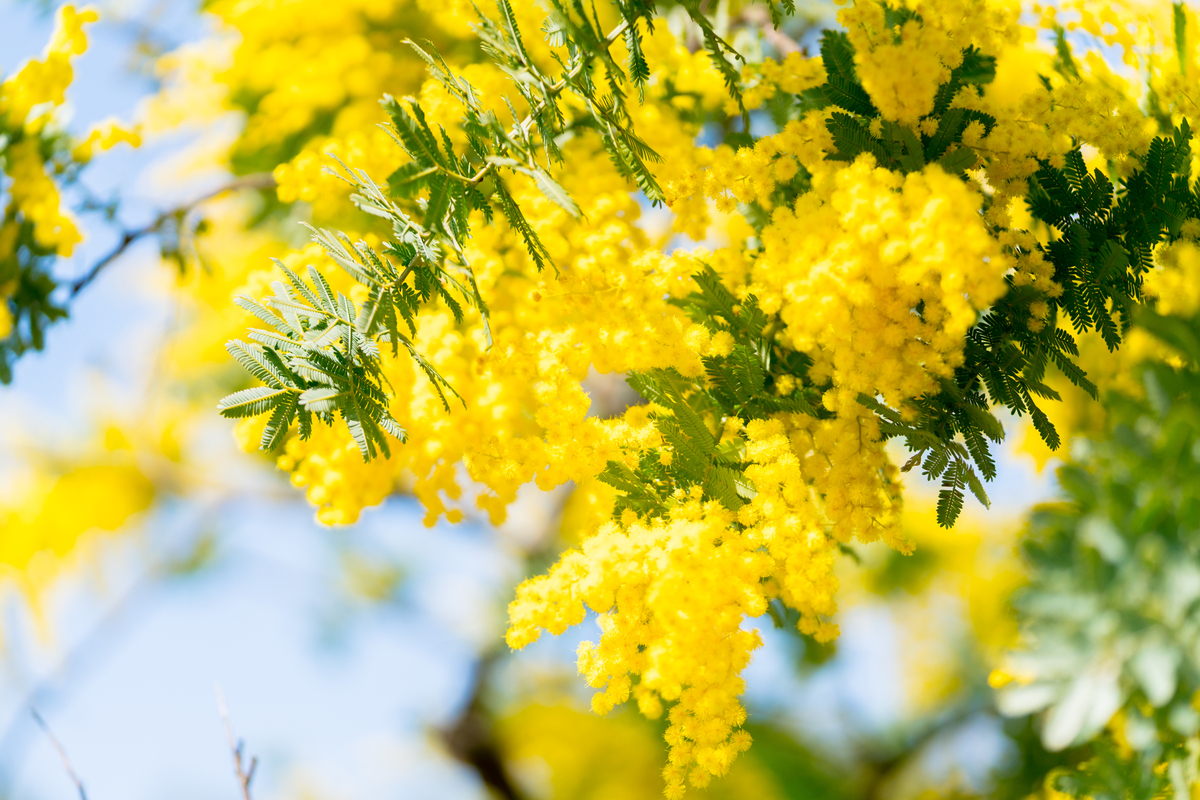 2026東京】今が見頃！「ミモザ」が咲く公園3選 ふわふわの花を見に春の