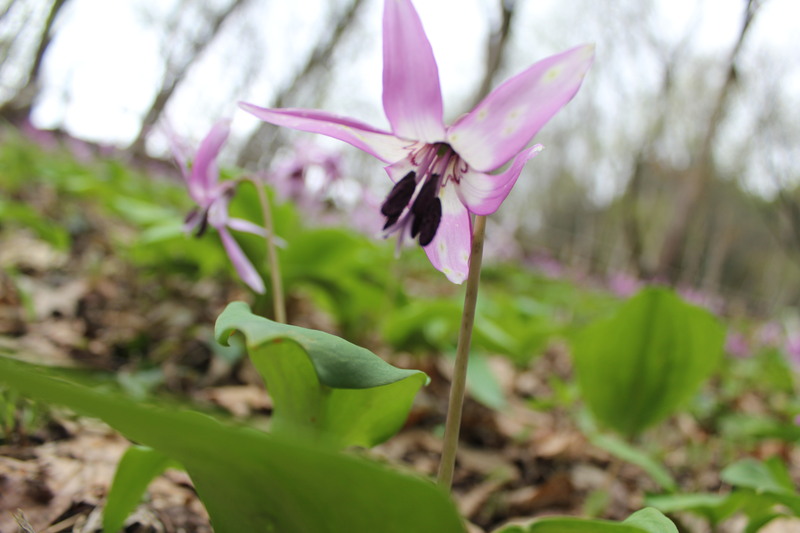 約100万本のカタクリが咲く福井県大野市「かたくりまつり」2026年開催情報