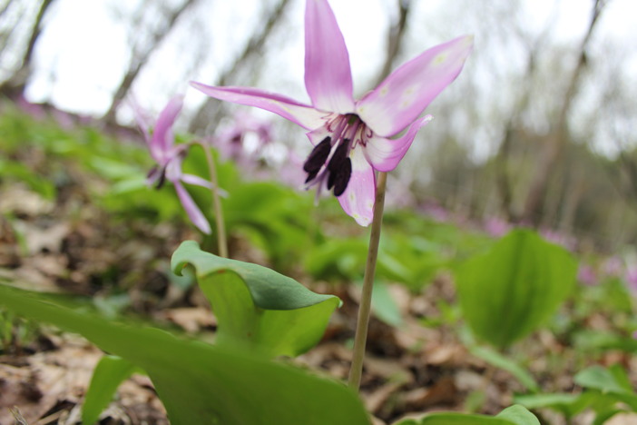 矢ばなの里 かたくりまつり（2026年）