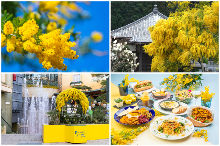 2026神奈川】いよいよ見頃！ミモザが楽しめるスポット3選 春のおさんぽ