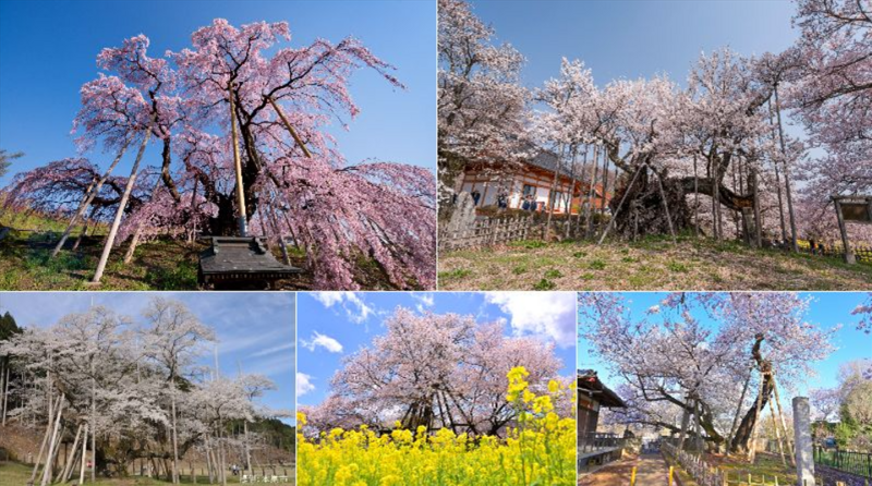 一度は見たい！日本三大桜と五大桜とは｜歴史ある桜名所はどこにある？2026年桜まつり情報も