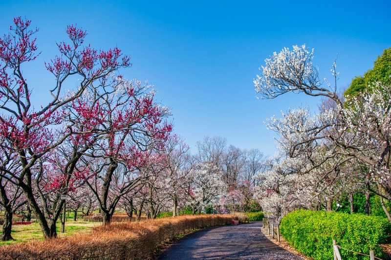 【東京都内】今週末が見納めも！2026年3月7日・8日に楽しめる「梅まつり」5選　春の絶景＆限定グルメも