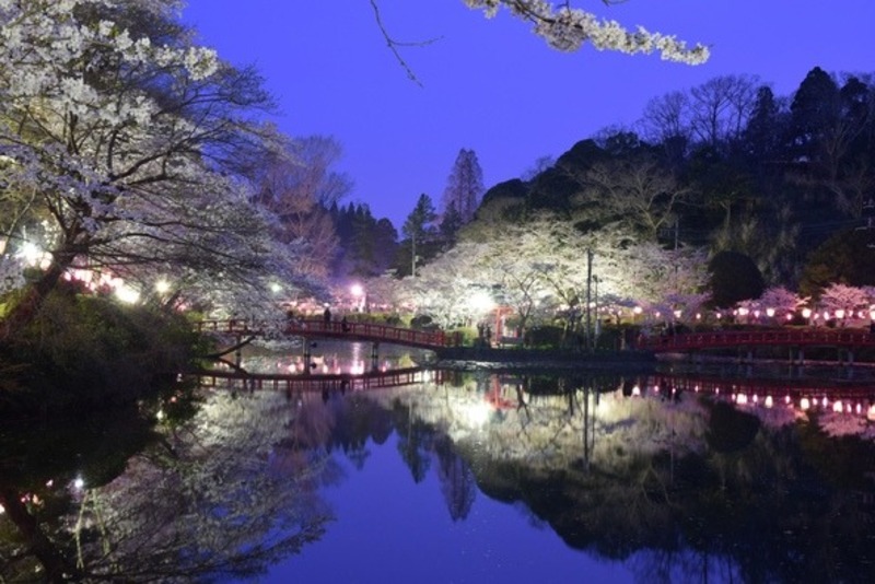 【2026】関東近郊の夜桜ライトアップが楽しめるおすすめスポット14選｜見頃時期や開催期間をご紹介