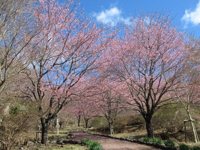 【2026】修善寺自然公園｜修善寺寒桜開花情報（3月4日更新）