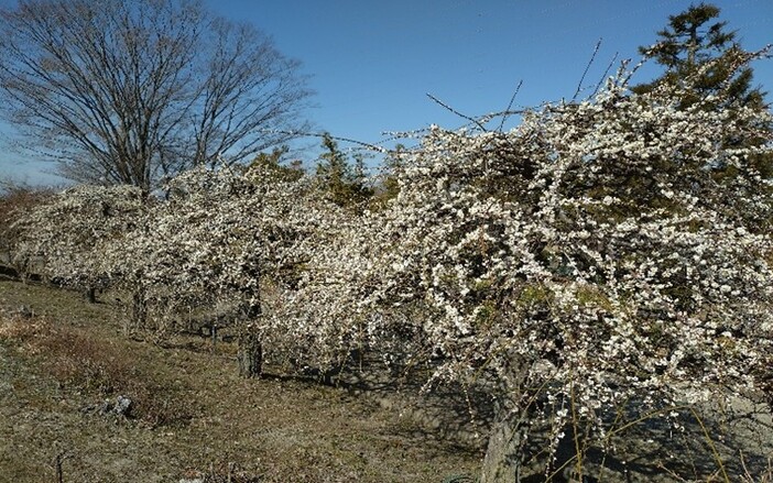 第20回いなざわ梅まつり（2026年）