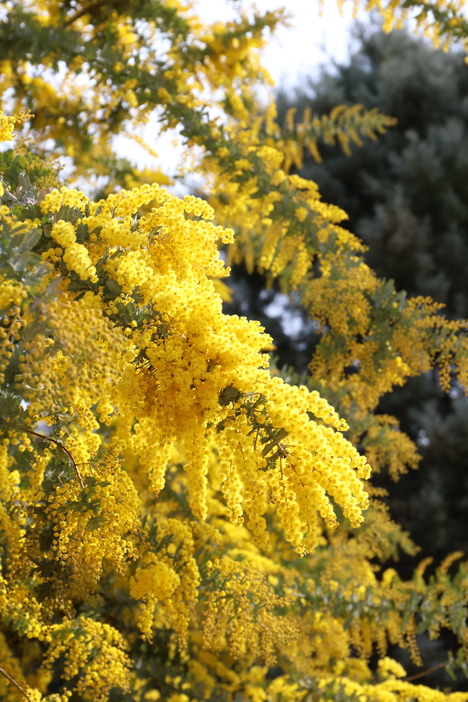 Fantasy Mimosa Day 2026