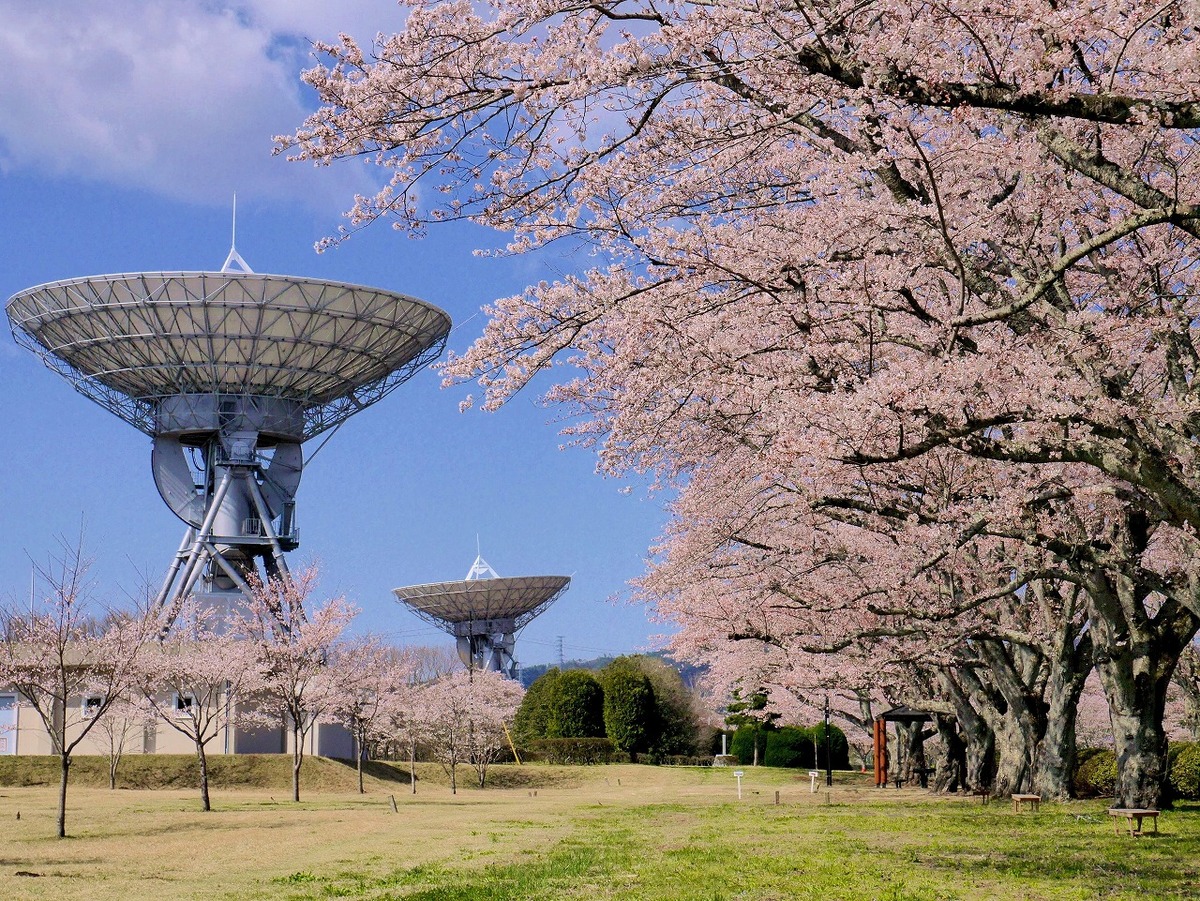 さくら 宇宙 公園