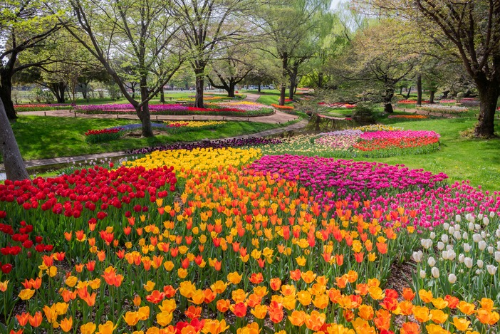 国営昭和記念公園 フラワーフェスティバル2026