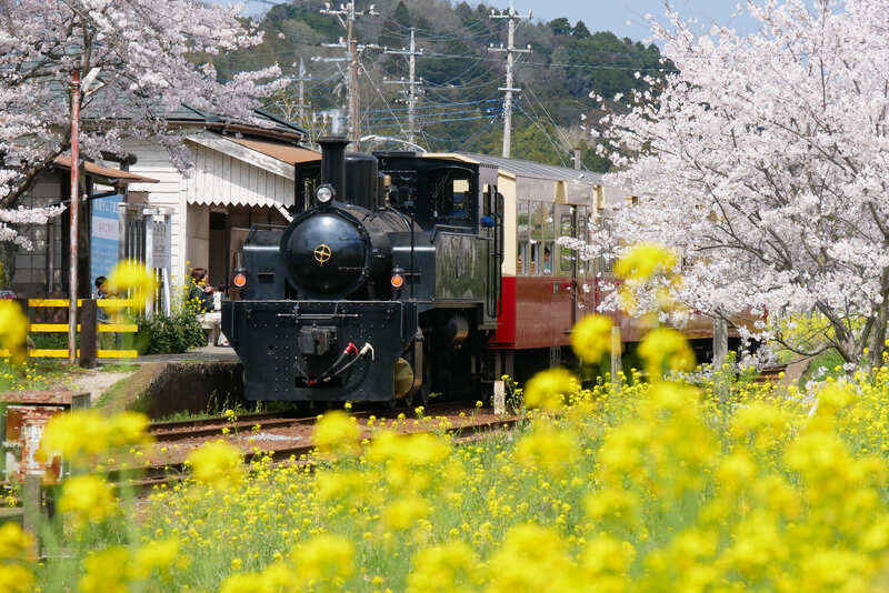 【2026】菜の花と桜の絶景！春の小湊鐵道沿線でやりたい10のこと　トロッコ列車＆車両宿泊を体験