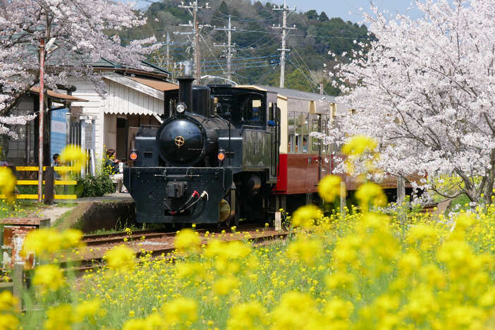 【2026】菜の花と桜の絶景！春の小湊鐵道沿線でやりたい9つのこと　トロッコ列車＆車両宿泊を体験