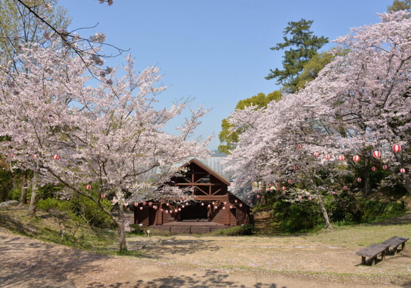 山口・山陽小野田市の若山公園でさくら祭り！ぼんぼり夜桜と盛りだくさんのイベントを満喫
