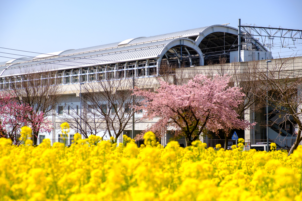 2026神奈川】今が見頃！「駅から徒歩15分以内」の菜の花畑4選 桜との