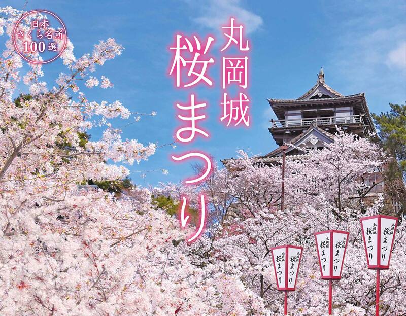 福井の春を彩る「霞ヶ城」の桜<br/>幻想的な夜桜とぼんぼりの饗宴