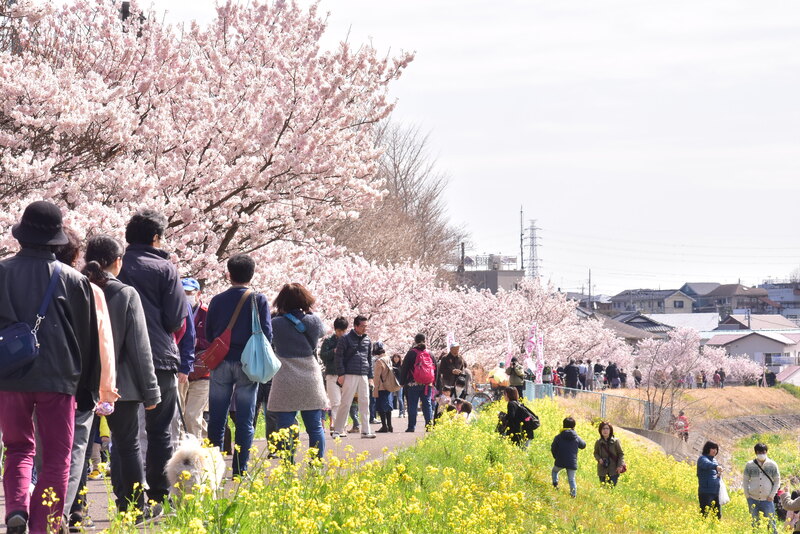 【2026神奈川】春めきがいよいよ見頃！「駅から徒歩15分以内」の早咲き桜名所9選　おかめ桜も