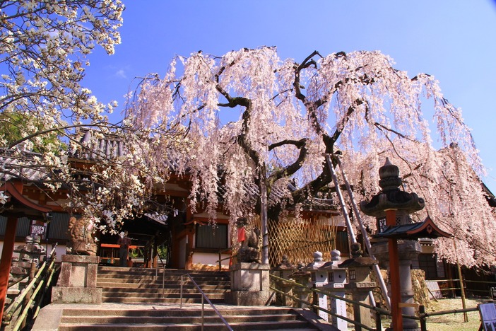 【2026】奈良県のお花見・桜の名所＆穴場おすすめスポット9選｜見頃時期や開催期間をご紹介