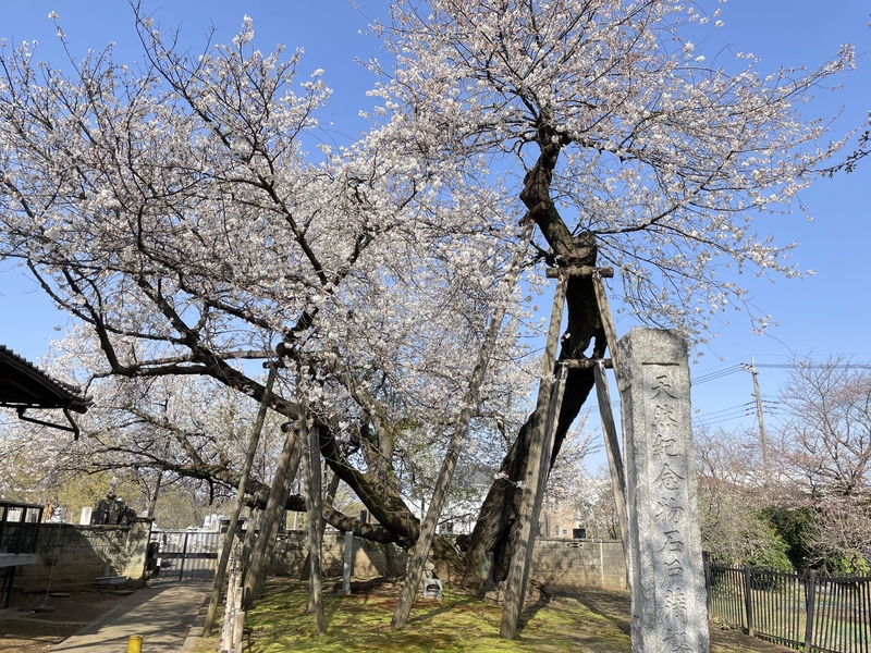 樹齢800年・日本五大桜のひとつ！埼玉・北本市の石戸蒲ザクラを見に行こう