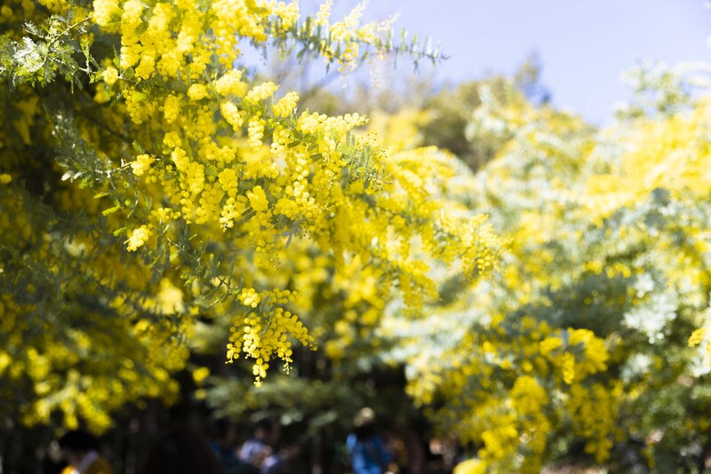 【2026】いよいよ見頃！全国のミモザ名所6選　3月8日「ミモザの日」開催のイベントも紹介