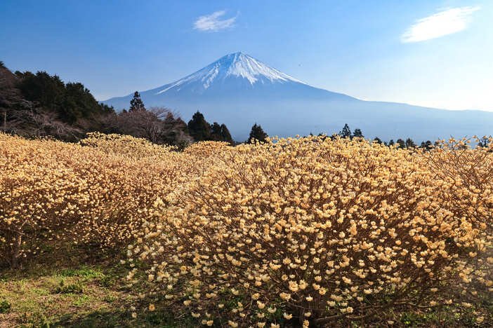 【2026】いよいよ見頃！全国の「ミツマタ群生地・名所」14選 春の訪れを告げる森の妖精を親子で満喫